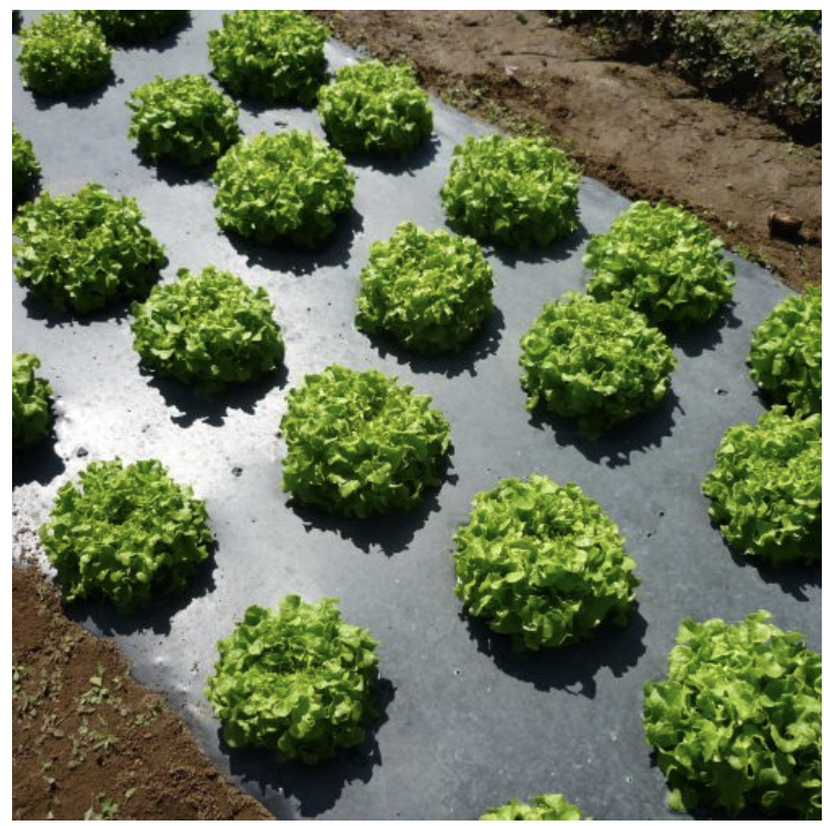 Mulch film